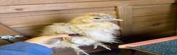 Chickens poultry for sale: Two polish fritz and two silkies for sale  in Bridgend - Advert 1