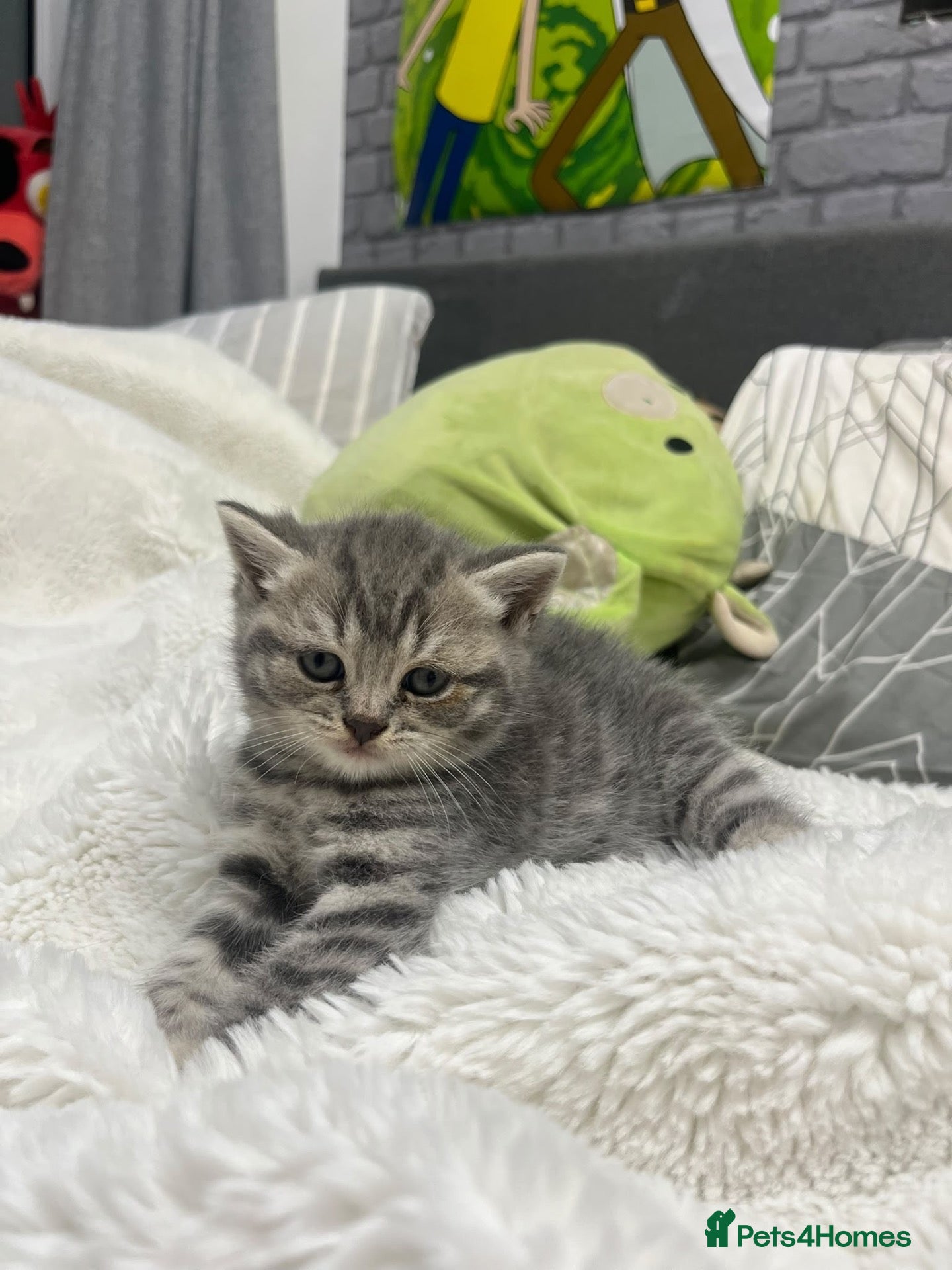 British Shorthair cats British shorthair kittens x5 Blue & silver tabby  - Advert 2