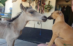 Whippet dogs for sale: Kc reg whippet pup. Fawn female avialable in Warminster - Image 2