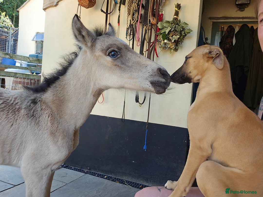 Whippet dogs for sale: Kc reg whippet pup. Fawn female avialable in Warminster - Image 2
