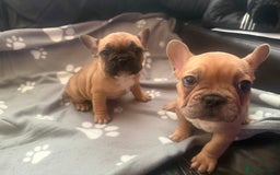 French Bulldog dogs for sale: Beautiful French Bulldog puppies for sale  - Image 4