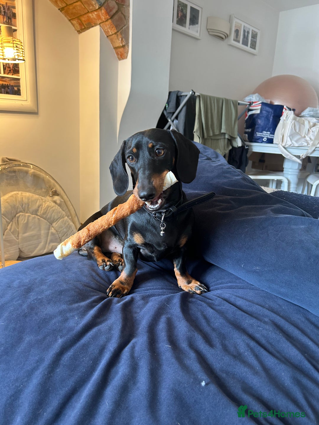 Miniature Dachshund dogs for sale: Black & tan miniature dachshund - Advert 4