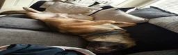 Mixed Breed dogs for sale: REHOMING our beautiful boy - Advert 4