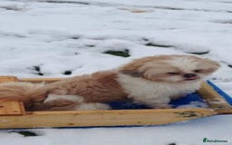 Shih Tzu dogs for stud: Handsome experienced KC registered stud dog in Cullompton - Image 2
