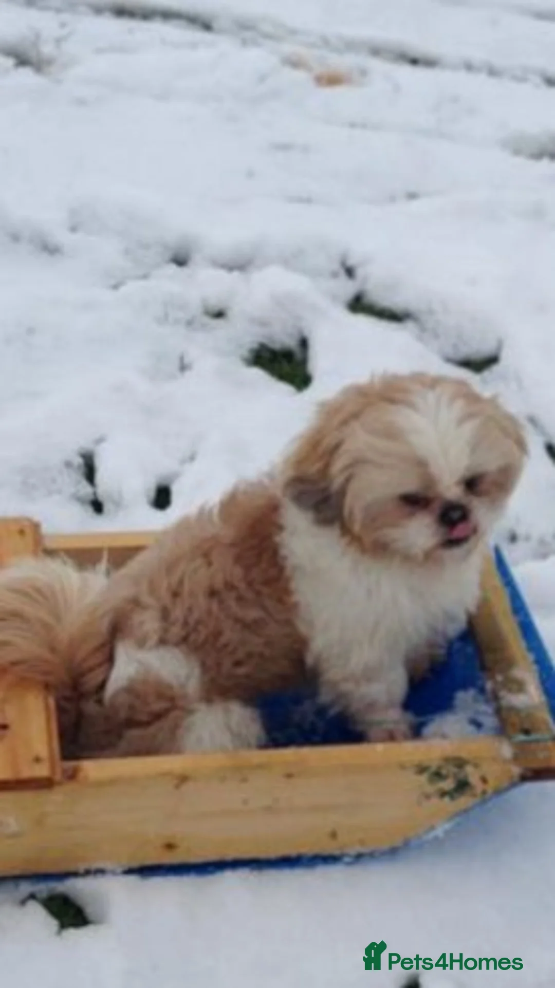 Shih Tzu dogs for stud: Handsome experienced KC registered stud dog in Cullompton - Advert 2