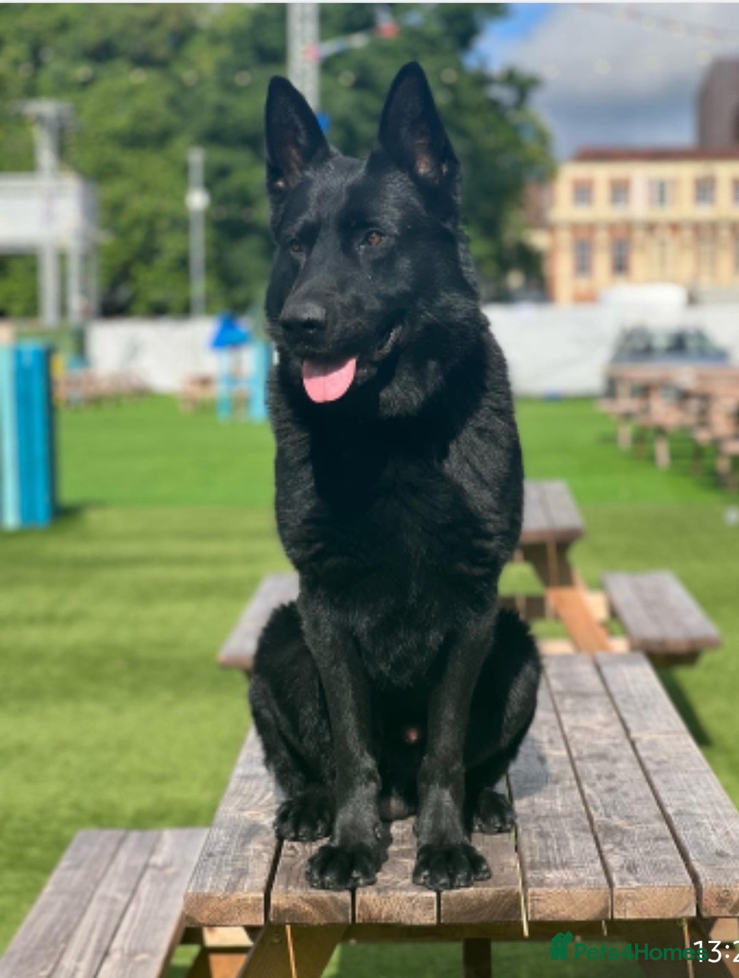 German Shepherd dogs for sale: Working German Shepherd puppies  - Image 7