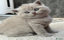British Shorthair cats for sale: Purebred lilac British Shorthair - Image 6