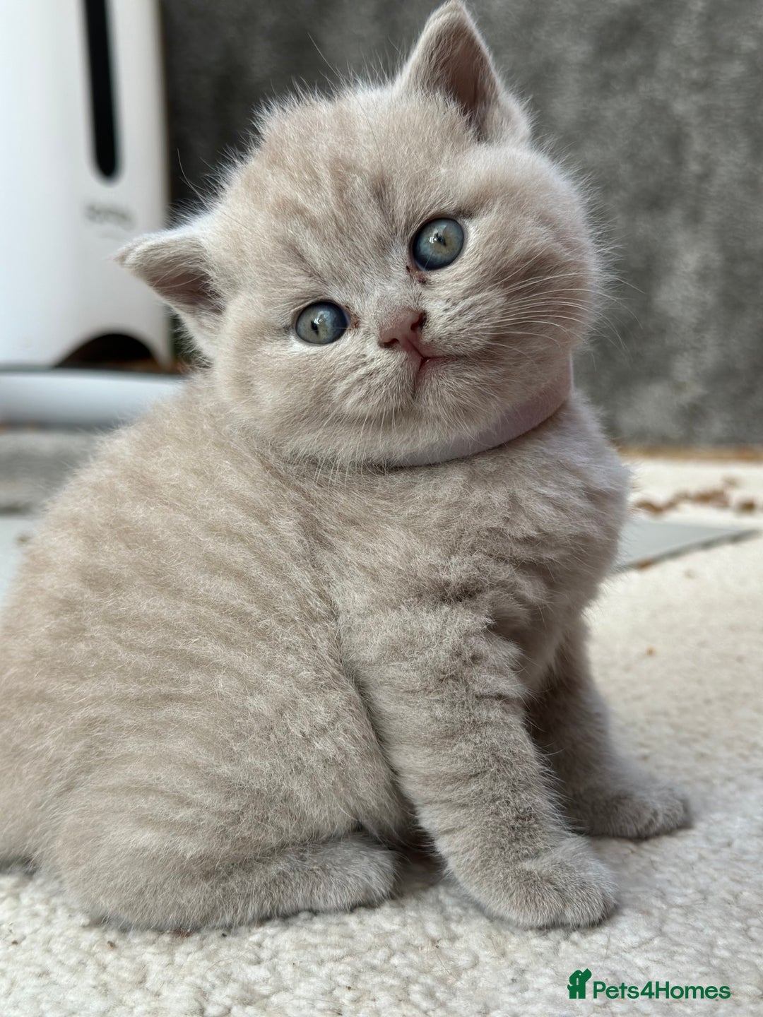British Shorthair cats for sale: Purebred lilac British Shorthair - Image 6