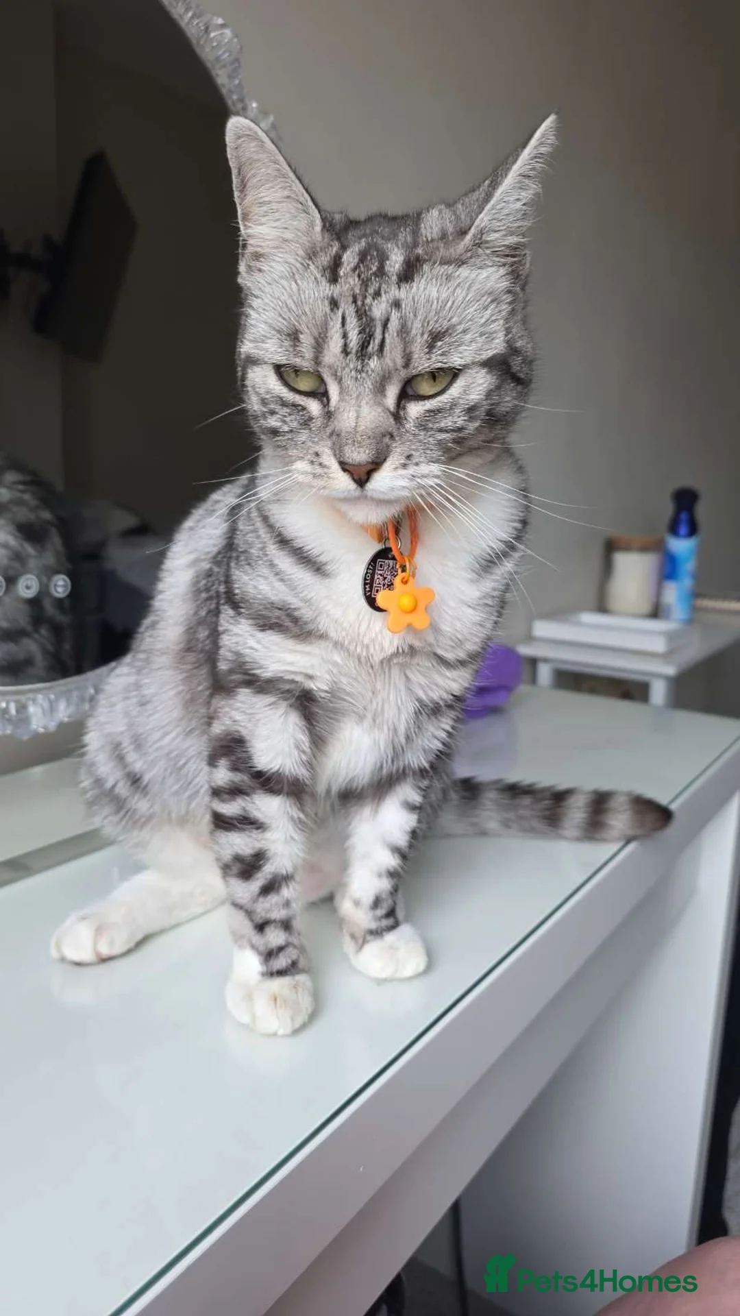 Bengal cats for sale: 4 Year Old Female Bengal in Halifax - Advert 2