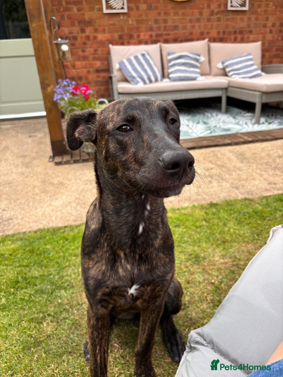 Mixed Breed dogs for sale: REHOME- Belgian Malanois x Staff - Advert 3