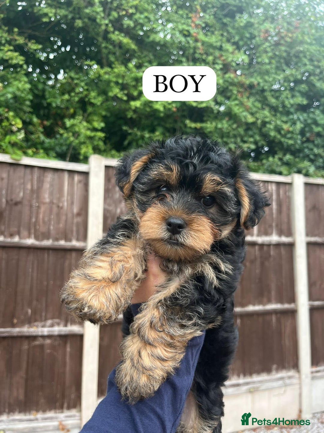 Yorkshire Terrier dogs for sale:  Yorkshire Terrier Puppies 😍🥰 2 available  - Image 13