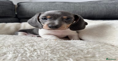 Miniature Dachshund dogs - Advert 1