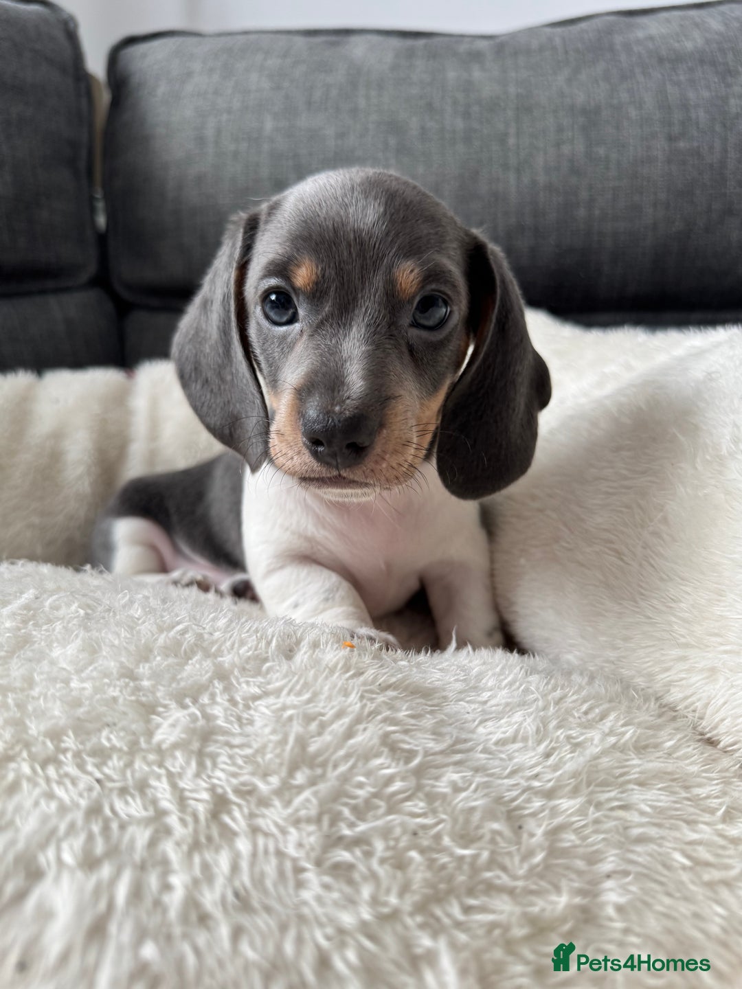 Miniature Dachshund dogs for sale: Adorable Miniature Dachshund Puppies  - Image 9