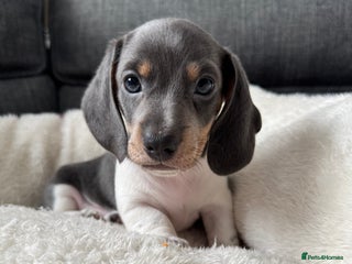 Miniature Dachshund dogs - Advert 22