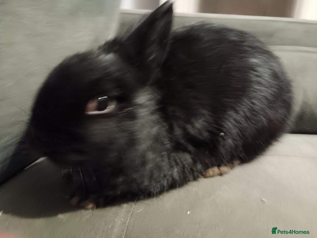 Netherland Dwarf rabbits for sale: Netherland dwarf ,,《show stock》 - Advert 6