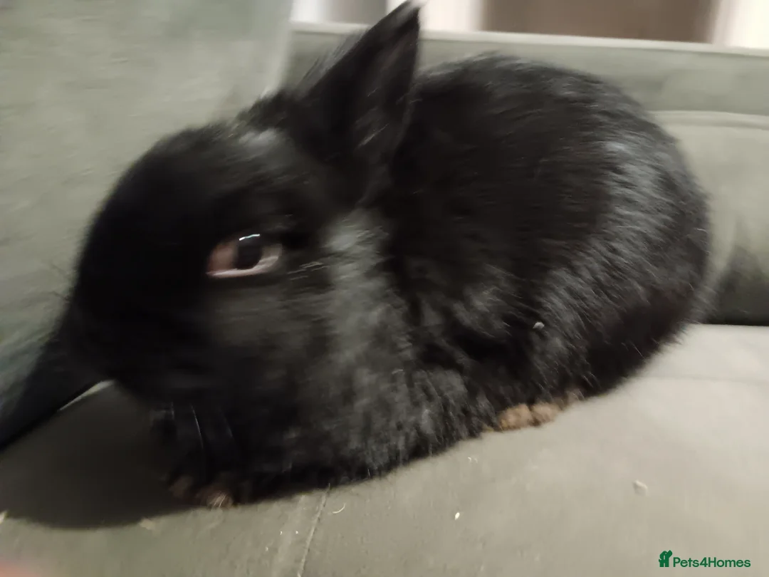 Netherland Dwarf rabbits for sale: Netherland dwarf ,,《show stock》 - Advert 6