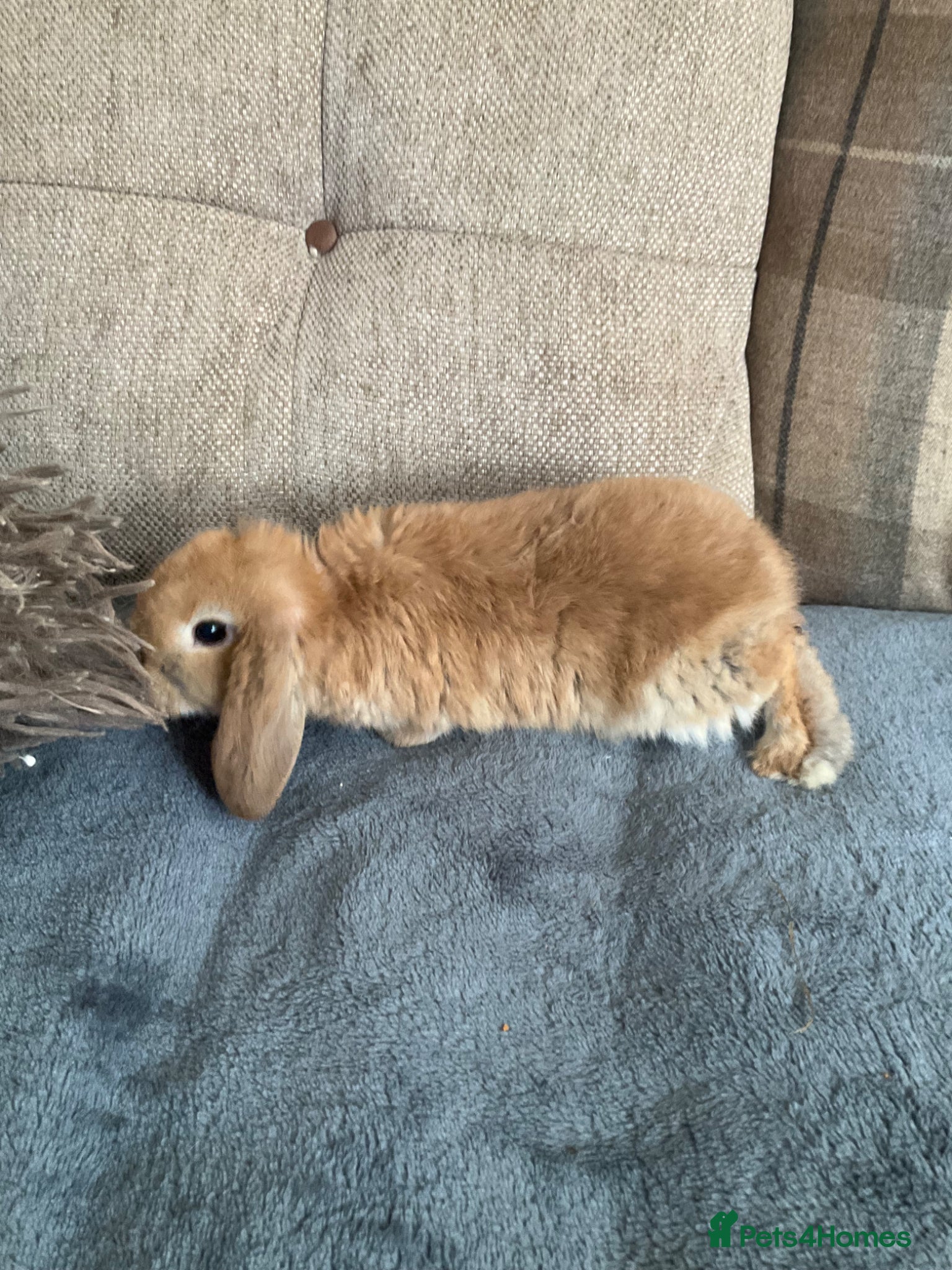 Mini Lop rabbits for sale: Mini lops - Advert 5
