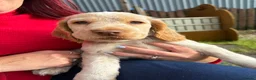 Cocker Spaniel dogs for sale: KC registered cocker spaniel puppies  - Advert 14