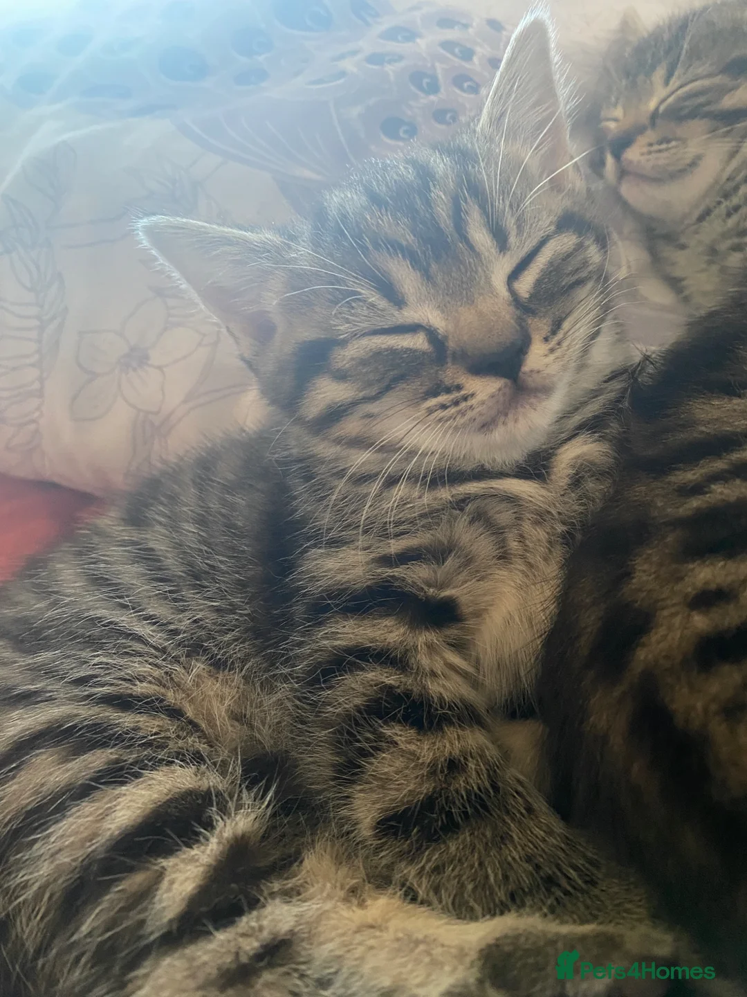 Mixed Breed cats for sale: 2 girls remaining.  in Chesterfield - Advert 12