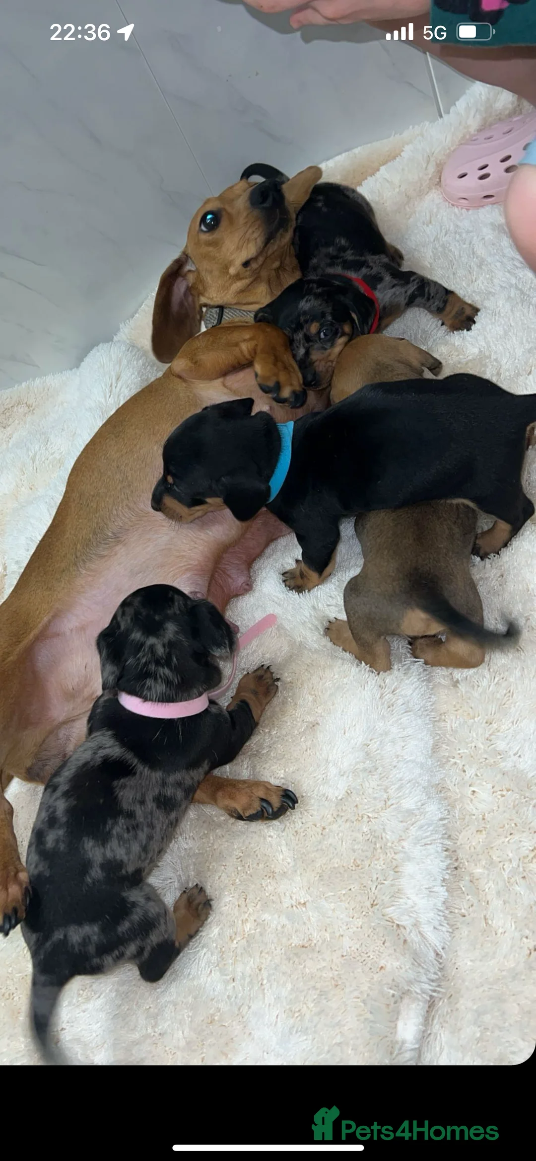 Dachshund dogs for sale: Tinkerbell & Chocolate’s Little sweethearts  - Advert 5