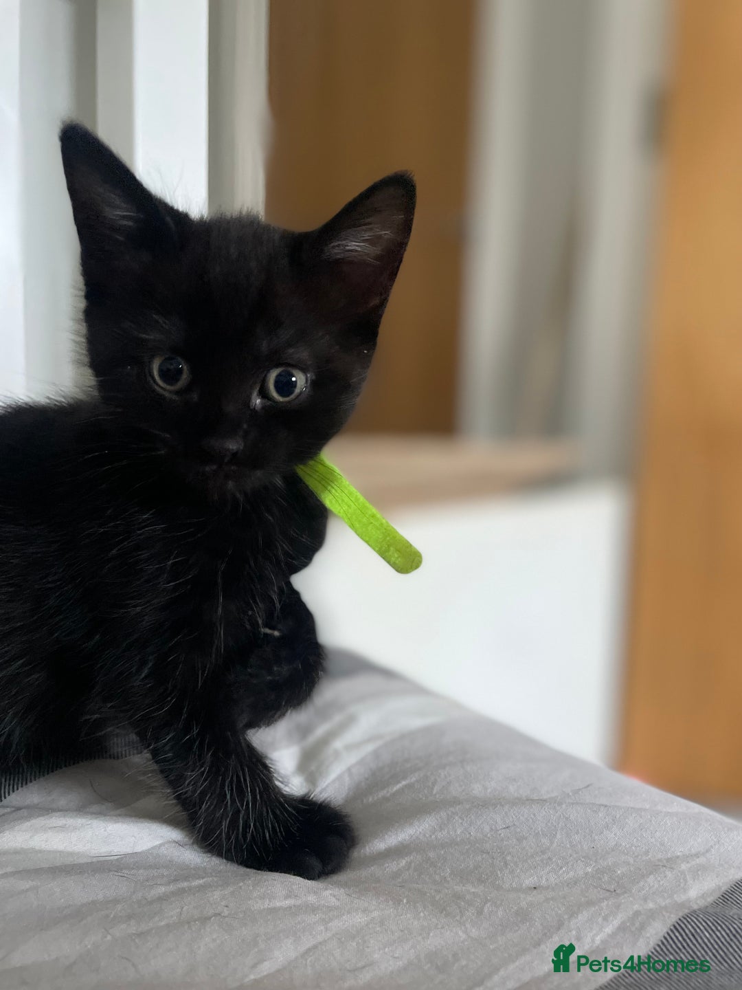 Mixed Breed cats for sale: Stunning kittens - Image 3