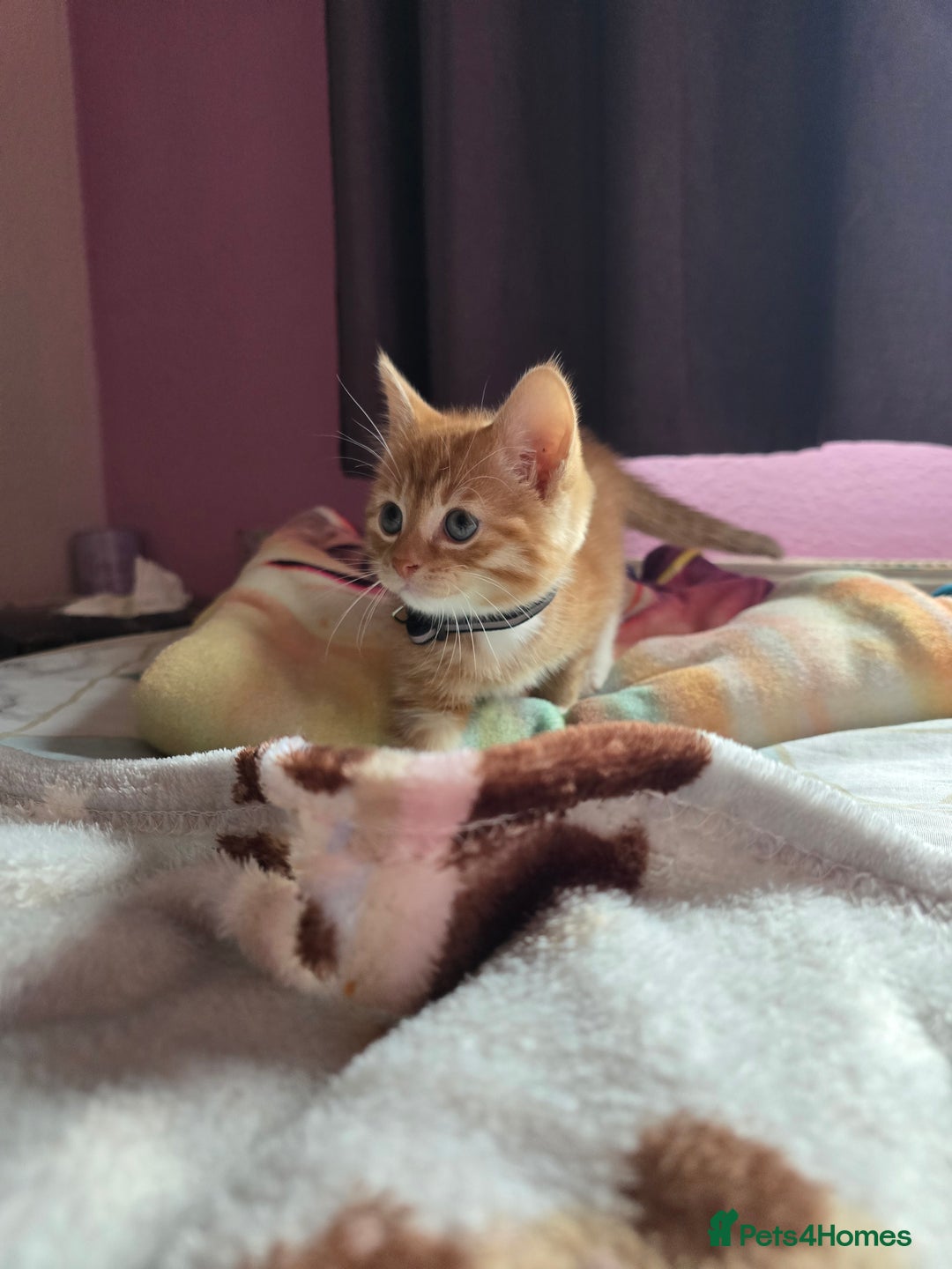 Mixed Breed cats for sale: Stunning, active kittens - Image 11