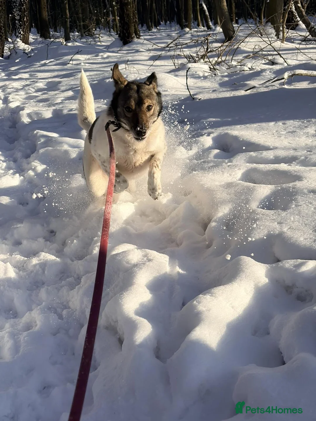 Mixed Breed dogs for adoption: ❤️🐶 MARY – Smart, Devoted And Full Of Life 🐶❤️ - Advert 14