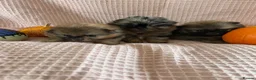 Pomeranian dogs for sale: Double coat stunning Pomeranians - Advert 12
