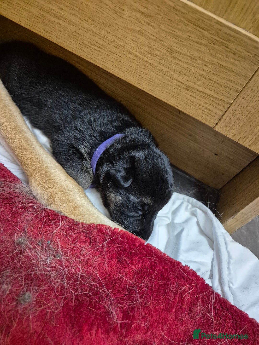 German Shepherd dogs for sale: German shepard puppies - Image 15