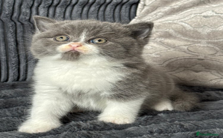 British Shorthair cats - Advert 16