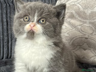 British Shorthair cats - Advert 27