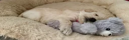 Schnoodle dogs for sale: Beautiful F1 Schnoodle Puppies - Advert 25
