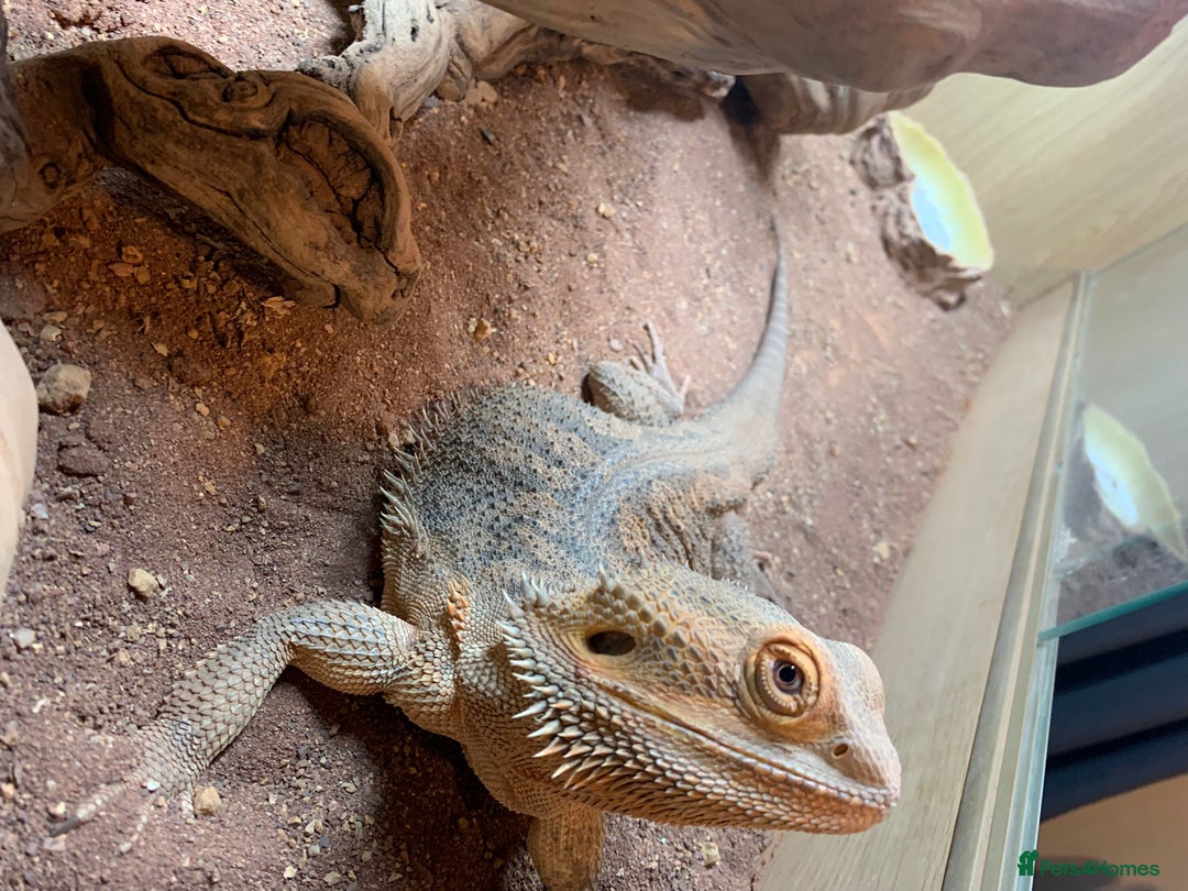 Bearded Dragon reptiles for sale: Bearded Dragon for Sale - Advert 4