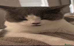 British Shorthair cats for sale: Leo t - Image 3