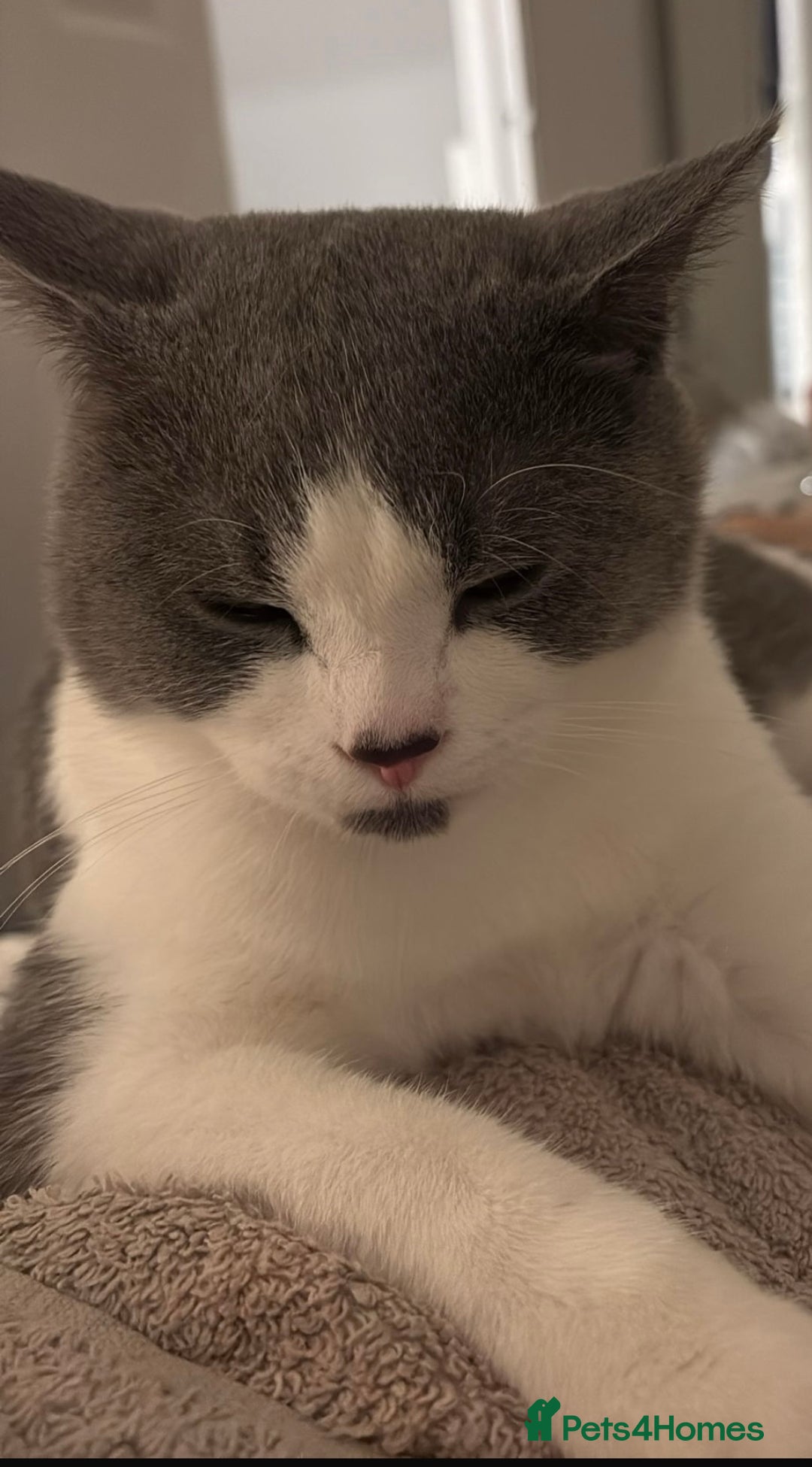 British Shorthair cats for sale: Leo t - Image 3