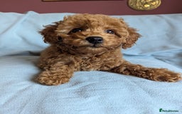 Toy Poodle dogs for sale: Tiny Red Toy Poodles Available now - Image 7