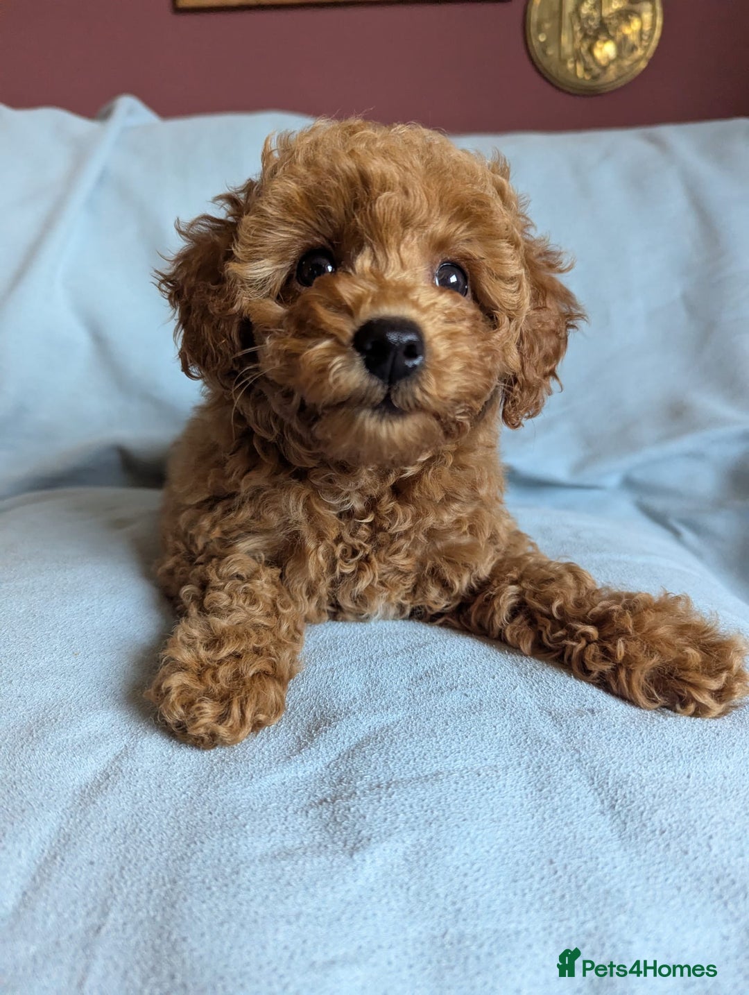Toy Poodle dogs for sale: Tiny Red Toy Poodles Available now - Image 7