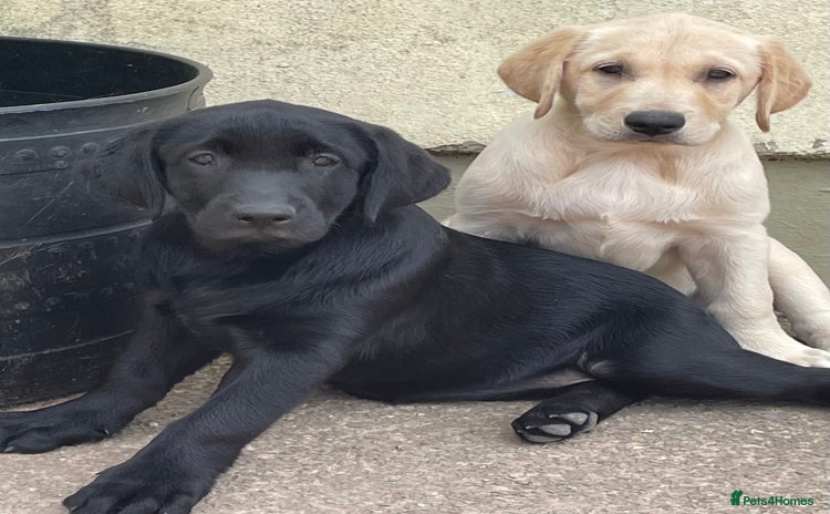 Labrador Retriever dogs - Advert 10