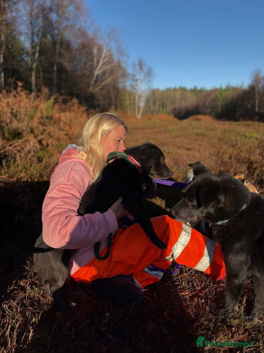 Mixed Breed dogs for adoption: Melody - Norwich Norfolk  - Advert 20