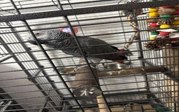 Parrots birds for sale: African grey for sale  - Advert 4