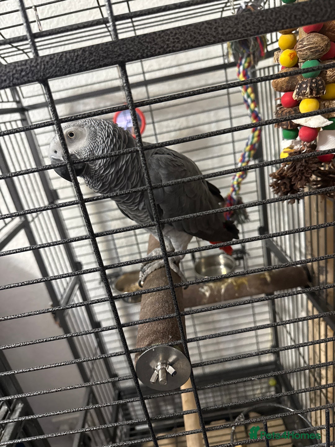 Parrots birds for sale: African grey for sale  - Advert 4