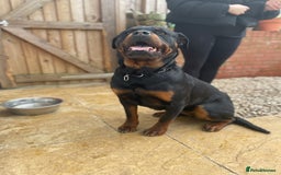 Rottweiler dogs for sale: Top Quality Rottweiler Puppies - Image 4