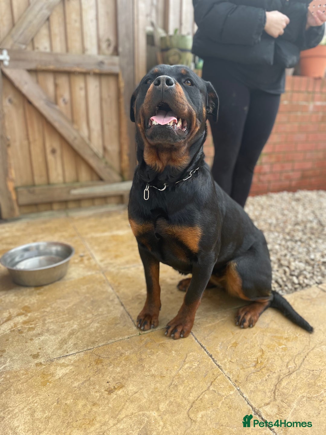 Rottweiler dogs for sale: Top Quality Rottweiler Puppies - Image 4