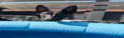 Belgian Shepherd Dog dogs for sale: Belgian Malinois  in Wantage - Advert 3