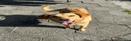Mixed Breed dogs for adoption: Sandy - Now ready for her forever home  in Truro - Advert 3