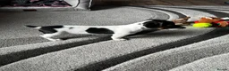Jack Russell dogs for sale: Pure Breed Jack Russell, short legs in Stockport - Advert 7