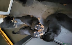 Rottweiler dogs for sale: Rottweiler puppy's 2 boys 5 girls - Image 12