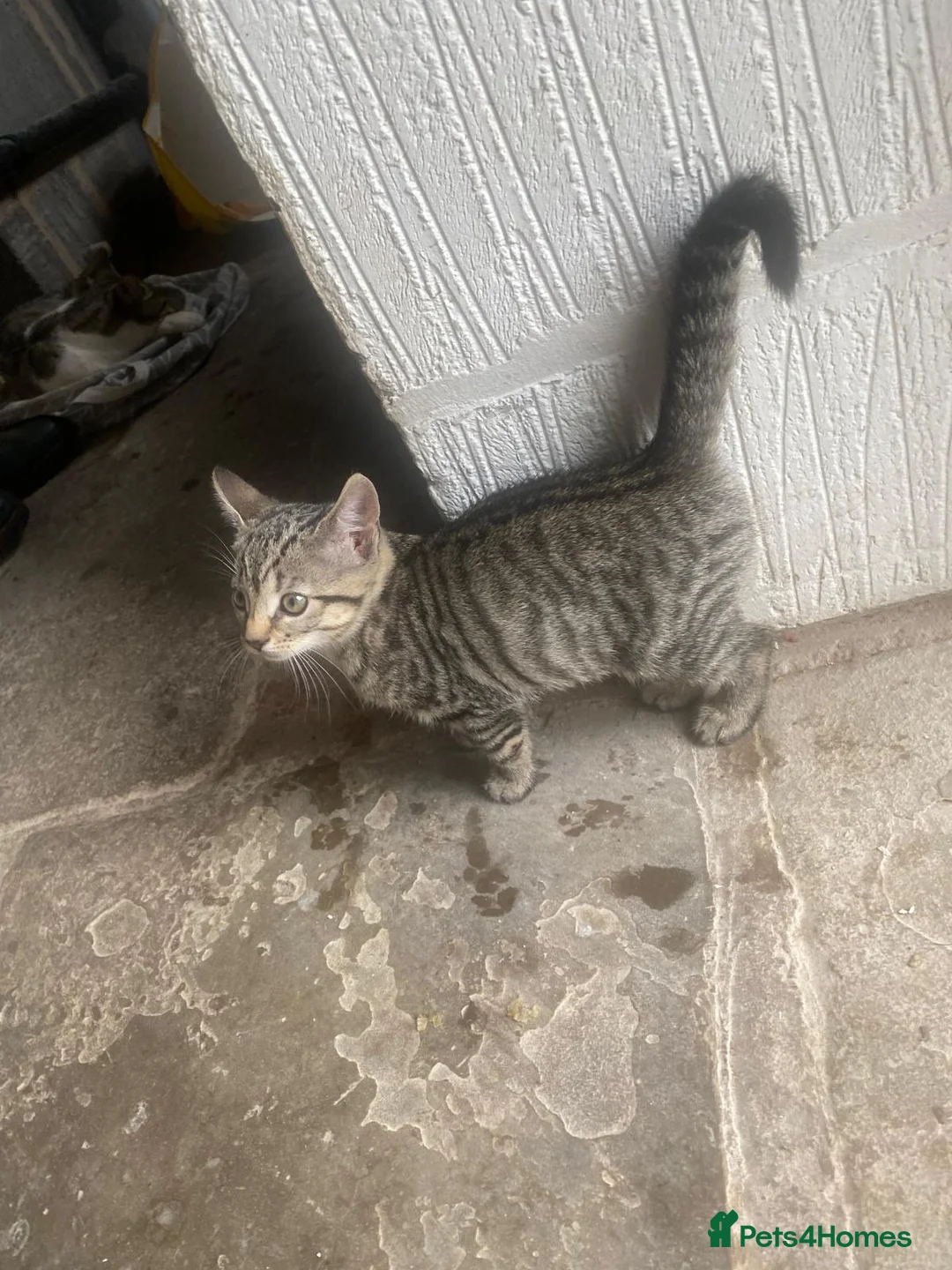 Mixed Breed cats for sale: 3 females available. Ready to leave now  in Preston - Advert 10