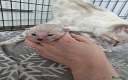 Bengal cats for sale: LAST 1! HEALTH TESTED bengal kittens TICA  - Image 18