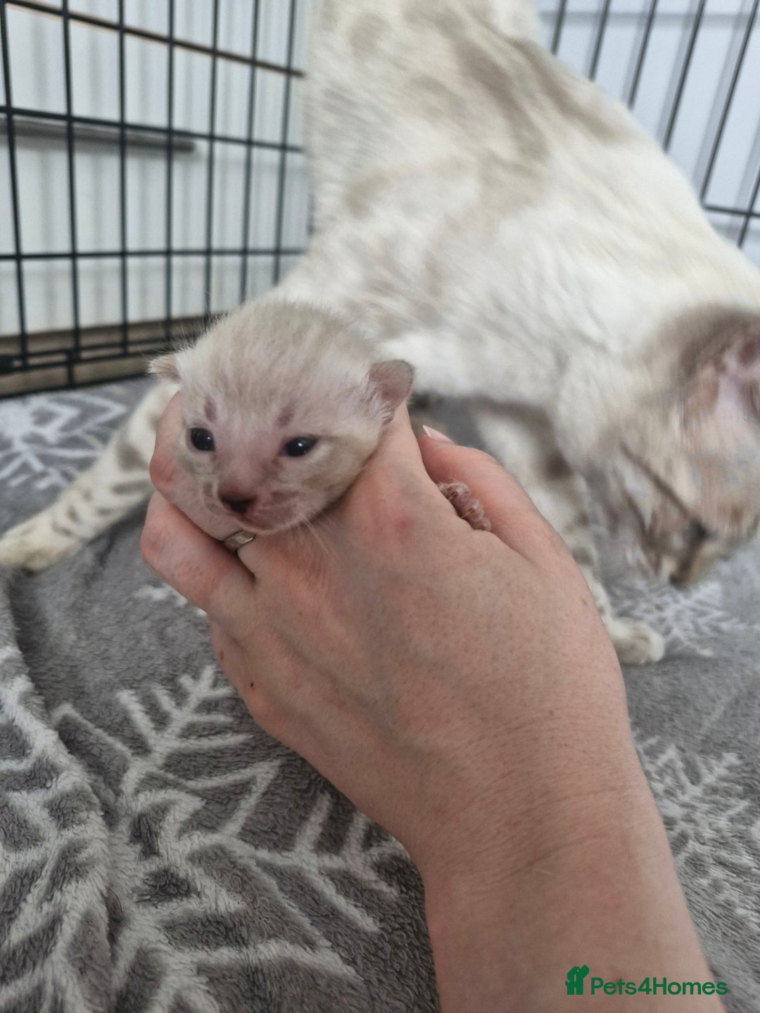 Bengal cats for sale: LAST 1! HEALTH TESTED bengal kittens TICA  - Image 18